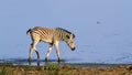 BurchellÃ¢â¬â¢s zebra baby in the riverbank in Kruger National park